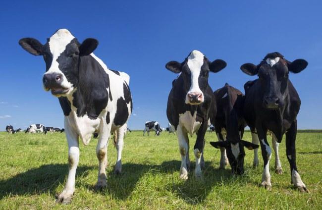 Sữa bò A2 - xu hướng mới trong thị trường sữa hiện nay